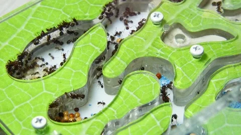 Ants in an artificial anthill. Stock Footage 141523265