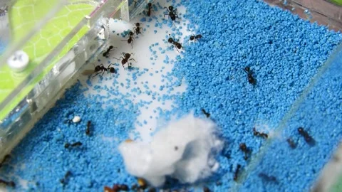 Ants in an artificial anthill. Stock Footage 141523266