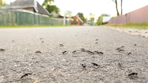 Ants on the asphalt. Close-up, macro. Slow motion Stock Footage 90669392