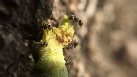 Ants attack and bite a caterpillar on a tree Stock Footage 108261398