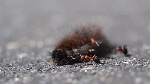 Ants attack and bite a caterpillar on the street Vidéo 161928064