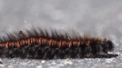Ants attack and bite a caterpillar on the street Vidéo 161928232