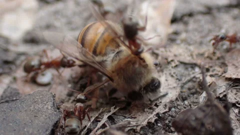Ants attack to bee Stock Footage 155355112