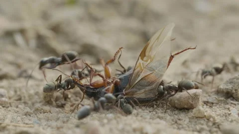 Ants attack bug on the ground in forest, macro Stock Footage 156969712