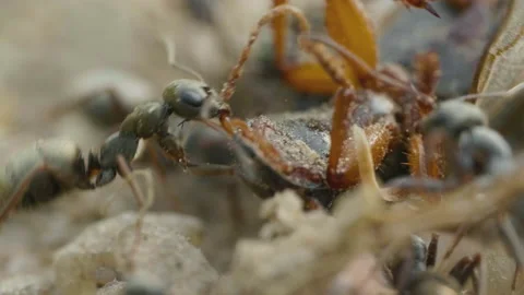Ants attack bug on the ground in forest, macro Stock-Footage 158541791