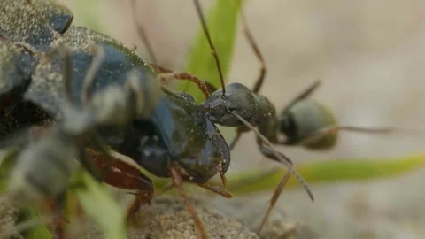 Ants attack bug on the ground in forest, macro Video stock 158542523
