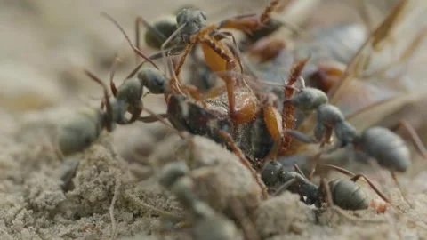 Ants attack bug on the ground in forest, macro Stock Footage 160069758