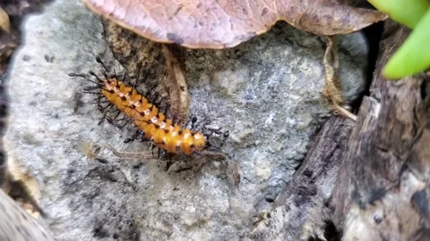 Ants attack caterpillar Stock Footage 168583472