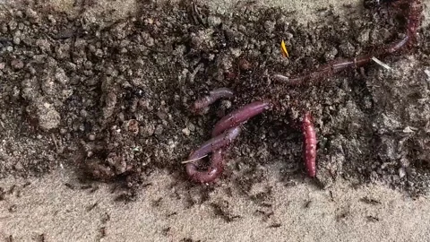 Ants attack an earthworm during a cooperative hunt in the wild. Stock Footage 340244961