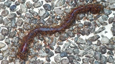 Ants attack earthworm Stock Footage 52048697