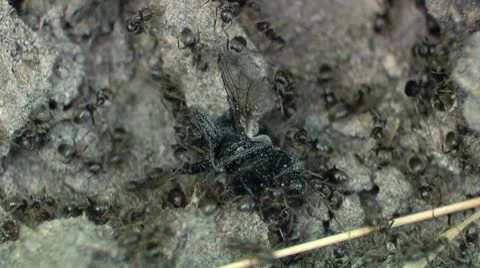 Ants Attack Fly Stock Footage 10594146