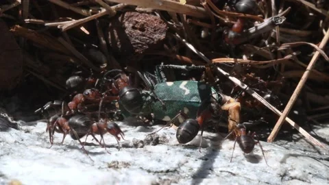 Ants attack green tiger beetle, cicindela sp. Stock Footage 211674487