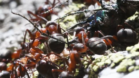 Ants attack green tiger beetle, cicindela sp. Stock Footage 211674497