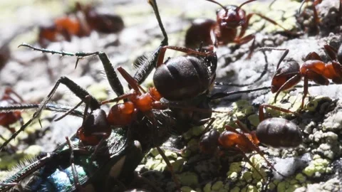 Ants attack green tiger beetle, cicindela sp. Stock Footage 211697795