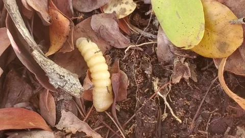 Ants attack grub Stock Footage 168583510