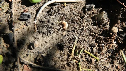 Ants attack larvae Stock Footage 81488242