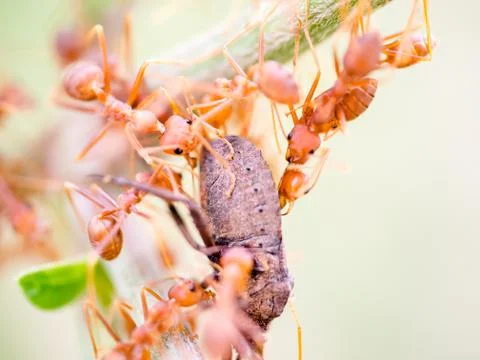 Ants attack Fotos de archivo