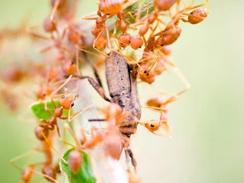 Ants attack Stock Photos