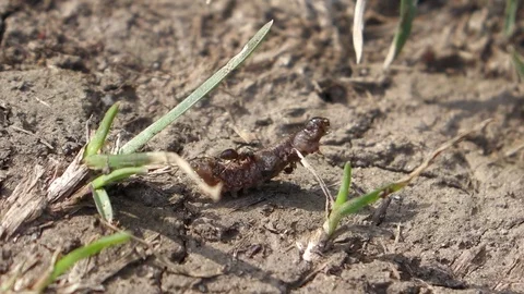 Ants Attack a Small Caterpillar Stock Footage 103286407