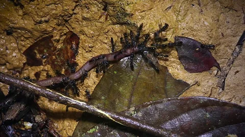 Ants attack a worm and transport it in the jungles of Borneo. Stock Footage 32551332