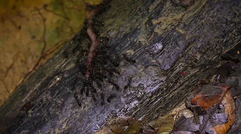 Ants attack a worm and transport it in the jungles of Borneo. Stock Footage 32551359