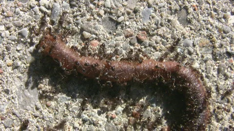 Ants attack worm. Video stock 235226