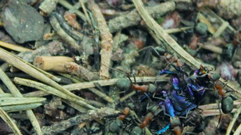 Ants attacked the beetle. Video stock 65094280