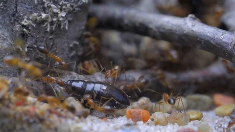 The ants attacked the cockroach. Super macro shooting Stock Footage 95502431
