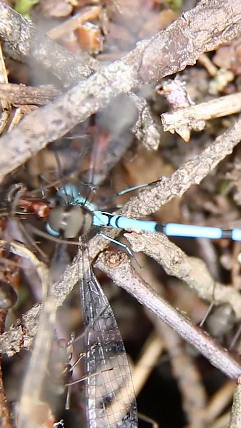 Ants attacked a dragonfly. The ant is trying to bite off the wing. Macro Stock Footage 244181553