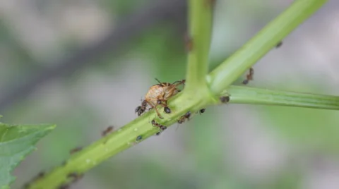 Ants attacked the insect Stock Footage 64923841