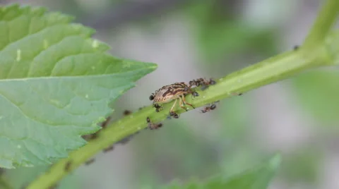 Ants attacked the insect Stock Footage 64924020