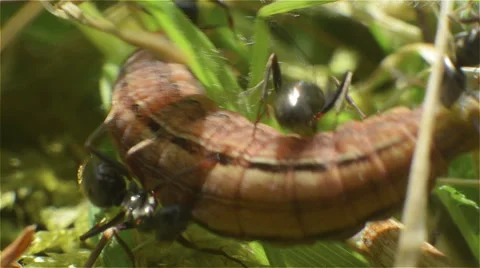 Ants attacking brown caterpillar in the grass Stock Footage 49762166