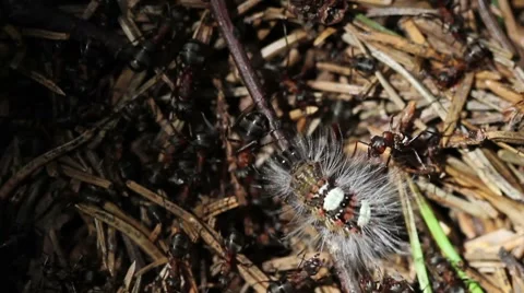 Ants attacking a caterpillar. closeup Video stock 8557726