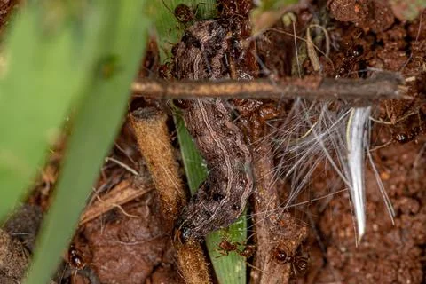 Ants attacking a Cutworm Moth Caterpillar Stock Photos