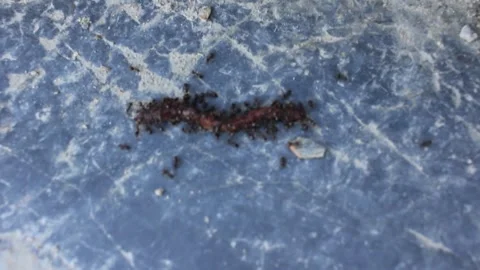 Ants attacking an earthworm on a stone Stock Footage 273180650