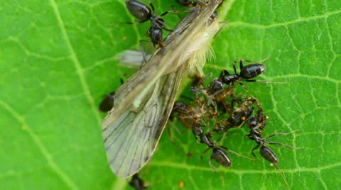 Ants Attacking Stock Footage 25163236