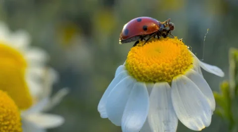 Ants attacking ladybug. Coccinella septempunctata Stock Footage 64093833