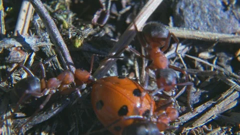 Ants attacking ladybug macro 스톡 동영상 108952497