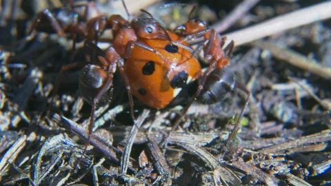 Ants attacking ladybug macro Stock Footage 108952956