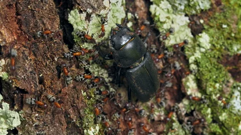 Ants attacking the lesser stag beetle (Dorcus parallelipipedus) Video stock 231109872