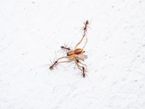 Ants attacking spider Stock Photos