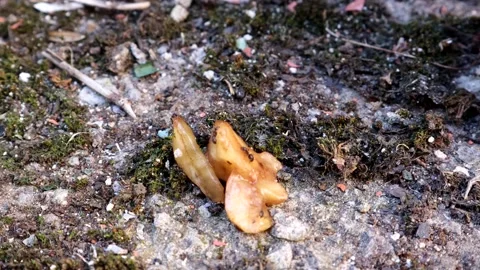 Ants In A Back Yard Exploring A Piece Of Banana Video stock 133524291