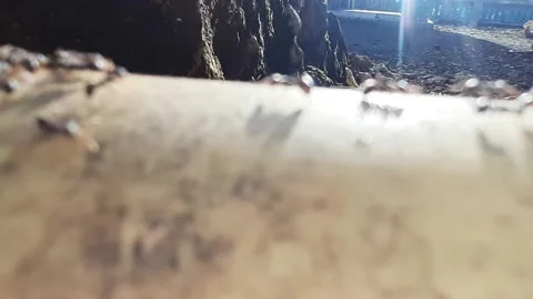 Ants on a Bamboo Trunk Oct 27, 2024. 库存影片 290984760