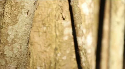 Ants On Banyon Tree 001 Stock Footage 12150891