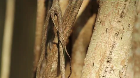 Ants On Banyon Tree 002 Stock Footage 12150768