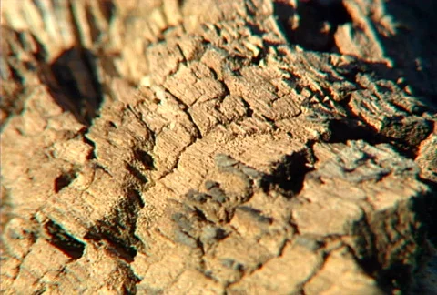 Ants on bark 01 Stock Footage 505194