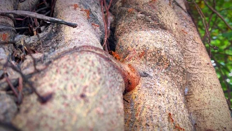 Ants on the bark 1 Stock Footage 210793113