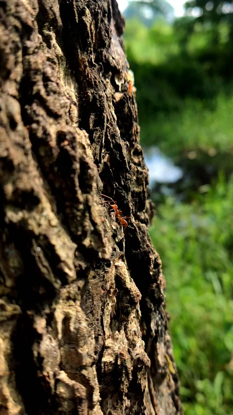 Ants on the bark 3 Stock Footage 210795543
