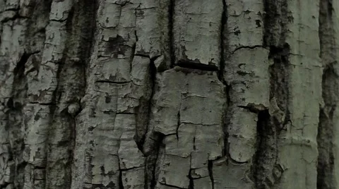 Ants on the bark Stock Footage 53780382