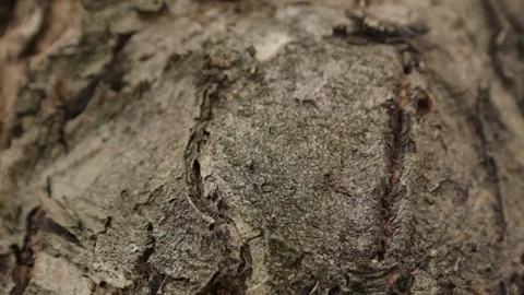 Ants on the Bark of Tree Stock Footage 78236073